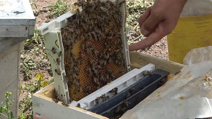 Devletten aldığı hibe ile başladı! Tanesini 300 liradan satıyor