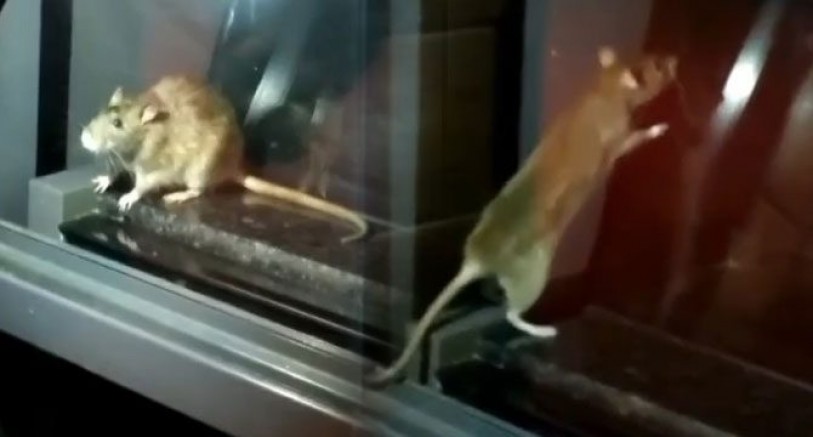 Fare görülen fırın mühürlendi