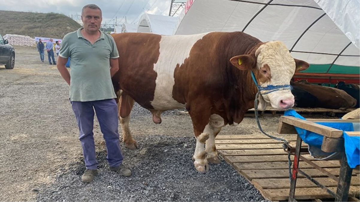 1 ton 200 kiloluk kurbanlık, araba fiyatına alıcısını bekliyor