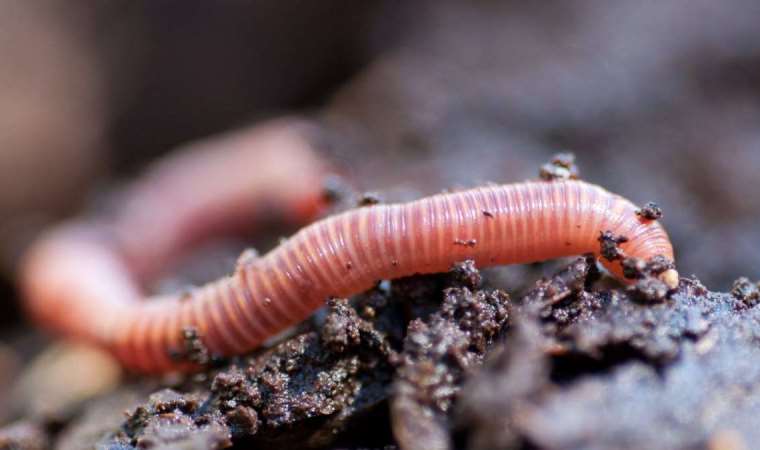 Solucanların, küresel tahıl üretimine ‘devasa’ katkısı dikkat çekti