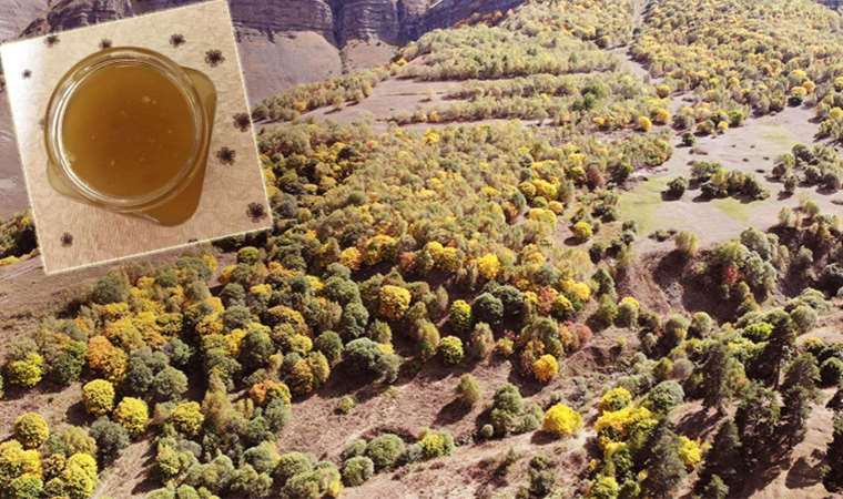 89 kişinin yaşadığı köyde keşfedildi: Türkiye’nin ilk ve tek yeşil balı!