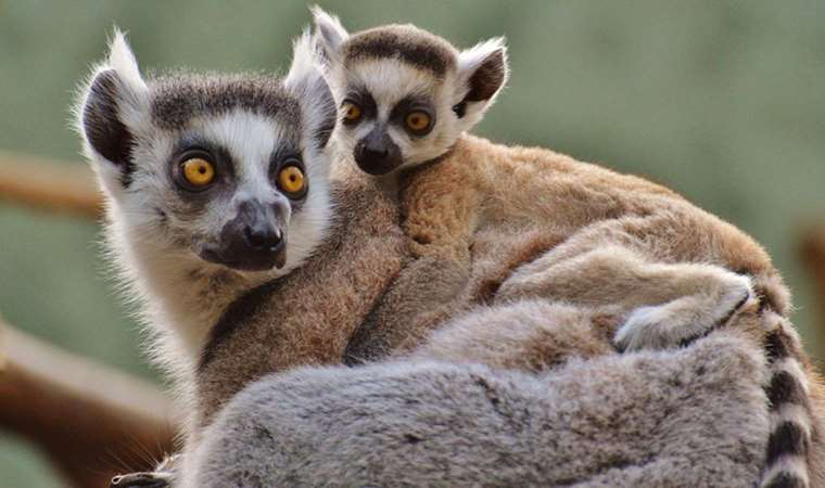 Neye iyi geleceğine inanamayacaksınız: Hayvan dışkısındaki şaşırtan mucize!