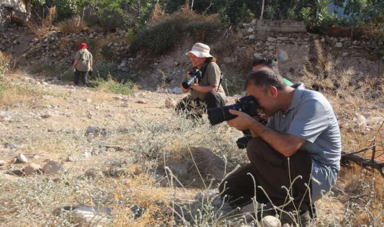 Herkes onu görmeye geliyor… ‘Beyaz öncü’ kelebeği 7 yıl sonra yeniden görüldü!