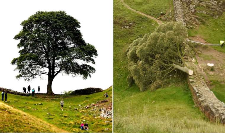300 yıllık sembol ağacı kesen genç gözaltına alındı