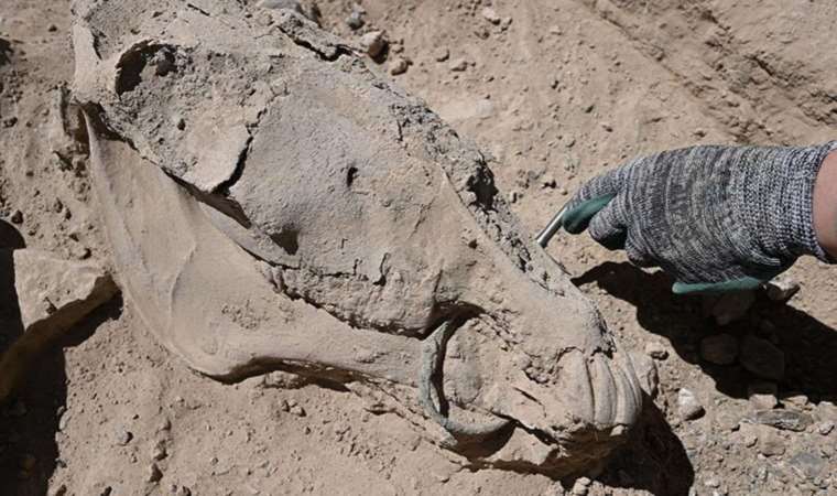 Bilim dünyasını şaşırtan keşif: Türkiye’de bir ilk