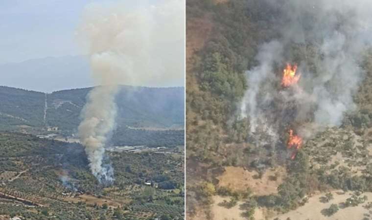 Çöp yakarken ormanı yaktı… Köpek hayatını kaybetti