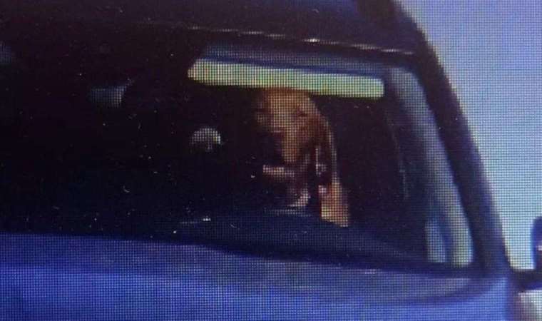 Slovakya’da hız kamerasında direksiyon başında görüntülenen köpeğin sahibine ceza