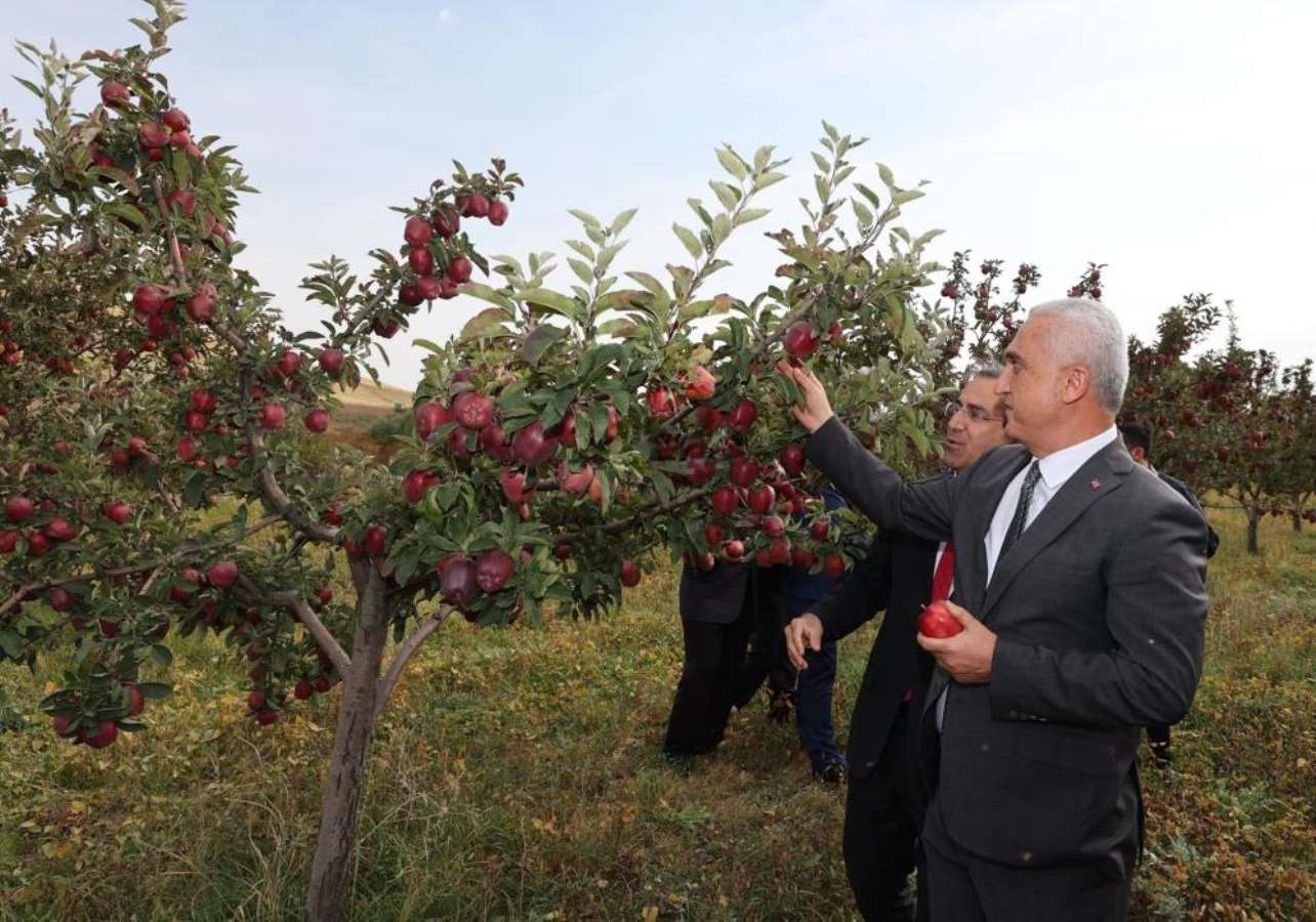 Muş Ovası’nda hasat başladı: Aromasını gece ve gündüz arasındaki sıcaklık farkından alıyor...