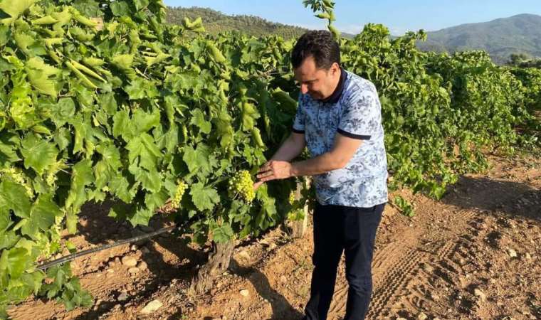 CHP’li Başevirgen: TMO, üreticiyi tüccarın insafına bıraktı