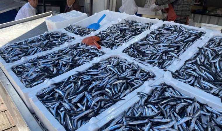 Hamsi, palamut, istavrit… Balık fiyatları el yakıyor!