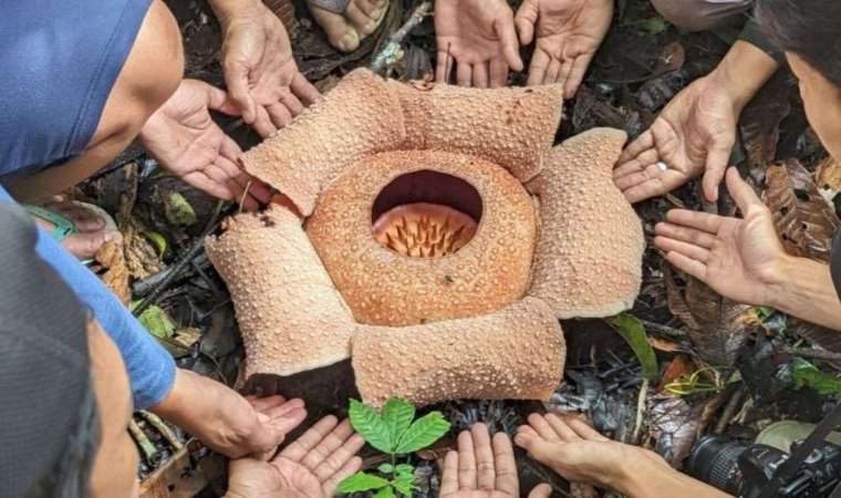 Dünyanın en kötü kokan çiçeği yok olma tehlikesi altında
