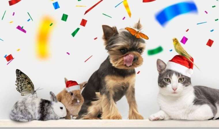 Hayvanları Koruma Günü anlamı ne? 4 Ekim Hayvanları Koruma Günü nedir? 4 Ekim Hayvanları Koruma Günü amacı nedir? 4 Ekim Hayvanları Koruma Günü nasıl ortaya çıktı?