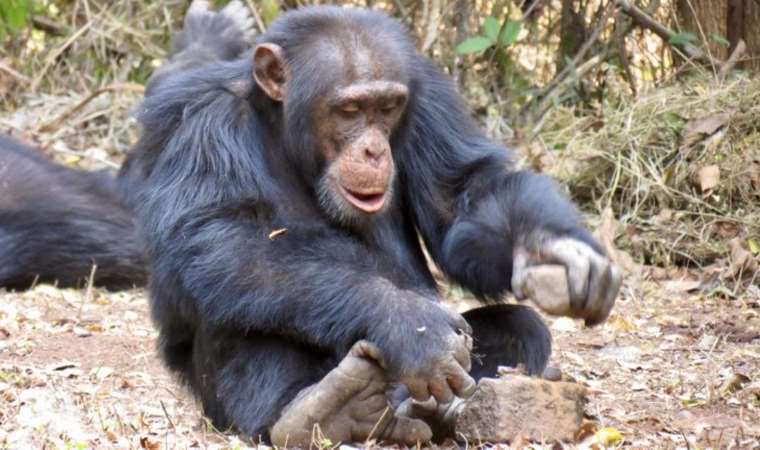 Şempanzelerin menopoz sonrası uzun süre yaşadıkları ortaya çıktı