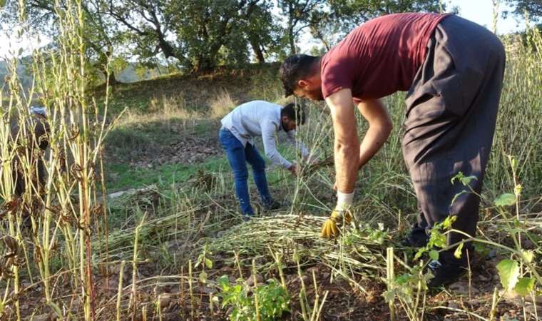 Irak’ın sıfır noktasında orakla hasat başladı!  Bir bardak sütten daha fazla kalsiyum içeriyor…
