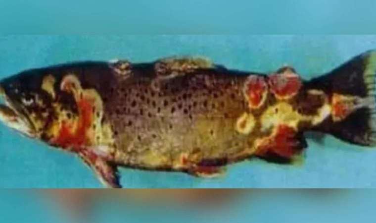 VHS (Viral Hemorajik Septisemi) nedir? VHS nasıl bulaşır? VHS kimlerde görülür?