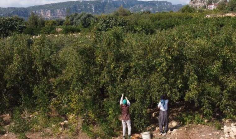 Mersin’de çit bitkisi olarak dikiliyor! Şifa deposu: Kemikleri güçlendiriyor, kilo almayı engelliyor