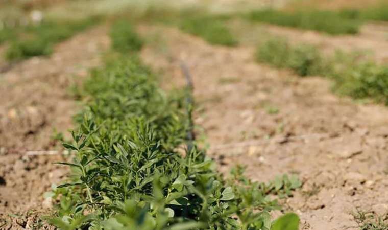 ‘Edirne kırmızısı’ verimsiz arazilere can olacak