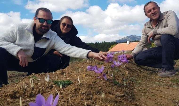 Doktorluğu bıraktı bu çiçeği ekmeye başladı!  Kilosu 250 bin liradan satılacak…