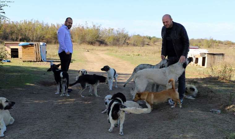‘Daha sonra alacağız’ diyerek 80 köpeği boş araziye bıraktılar