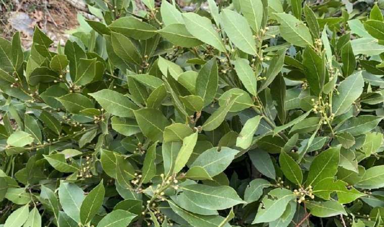 Defne orman köylüsünün yüzünü güldürdü, 16,5 milyon TL gelir