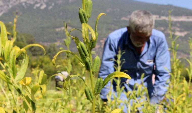 Dünyada sadece Muğla’da yetişiyor! En büyük taliplisi Japonlar
