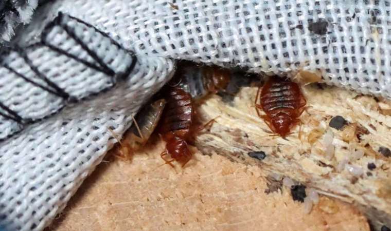 Fransa’da tahtakurusu krizi: ‘Rusya’ iddiası