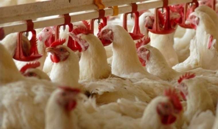 Rusya’dan bazı beyaz et ürünlerinde ihracatı yasaklama planı