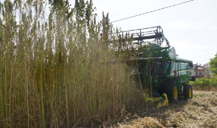 30 yıl sonra yeniden! 2 bin 300 dekar alana ekildi