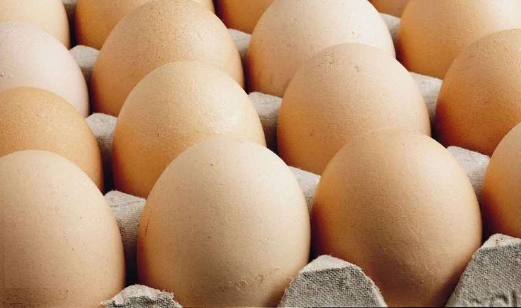 Veteriner Hekimler Derneği’nden Dünya Yumurta Günü mesajı:  Yurdumuzun dört bir yanı ateş çemberi altında