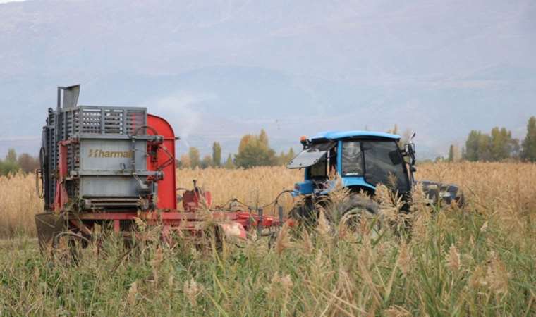 Munzur Dağı etekleri 1800 çiftçiye geçim kaynağı oldu! 227 bin tonluk bir üretim bekleniyor…
