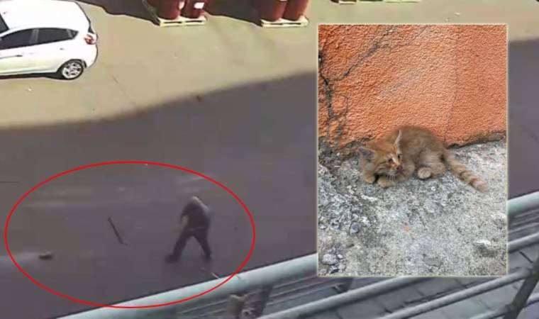Başakşehir’de yavru kediye şiddet: Paspasla sürükleyip çöpe attı