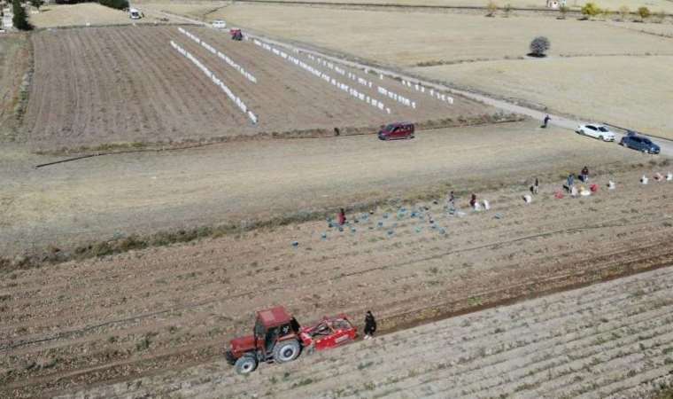 Kışlık patates hasadı başladı: Markette 3 katı…