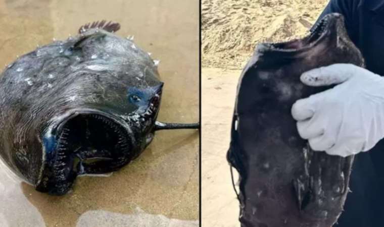 Derin deniz canavarı kıyıya vurdu: ‘Karşı cinsi kölesi yapıyor…’