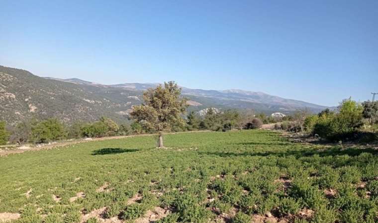 Denizli’de hasat bitti!  Tütüne alternatif olarak üretilmişti, umduklarını bulamadılar…