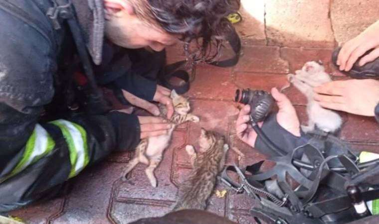Dumandan etkilenen yavru kedilere kalp masajı yapıldı: Kurtarılamadılar…