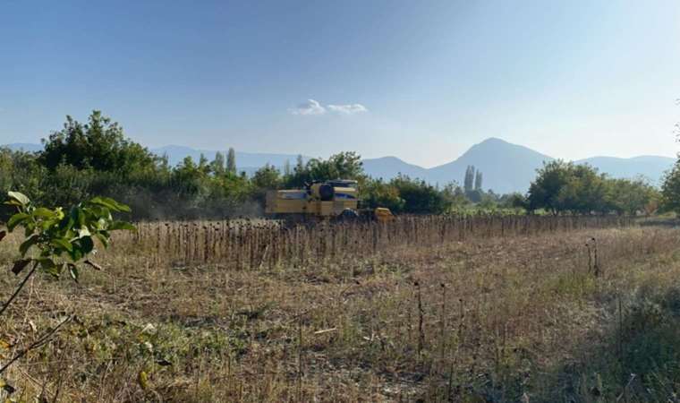 Gölpazarı’nda hasat tamamlandı: 19 bin 800 dekar yağlık, bin 850 dekar çerezlik…