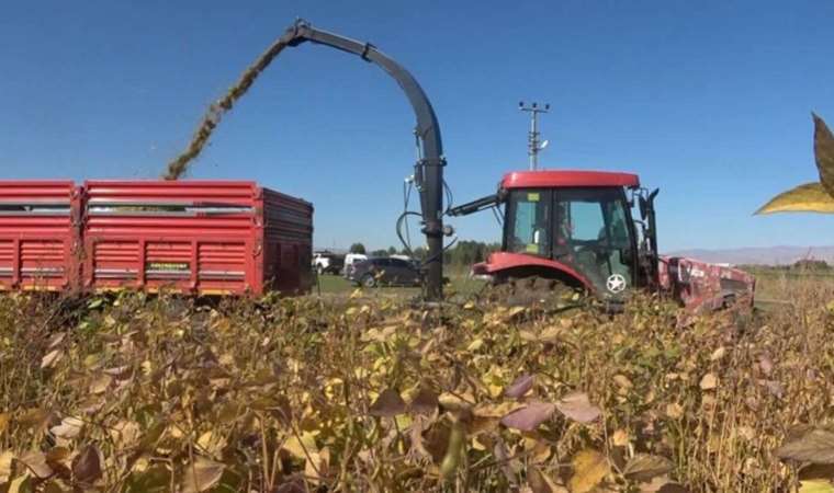 15 bin dekar alana ekilmişti, hasat başladı! Sabundan asfalta, sütten peynire birçok alanda kullanılıyor…