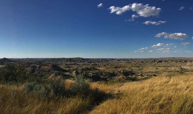 Bu bitkiler yangılarda yanmıyor! Peki nasıl?