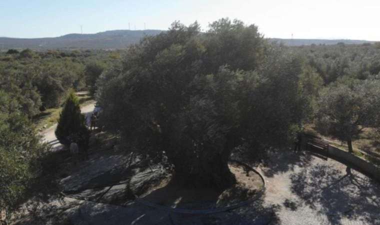 Bin 600 yıllık ağaç kuraklığa meydan okudu! Dallarından meyve taşıyor