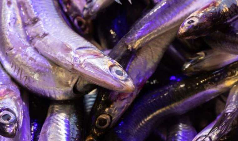 Hamsinin fiyatı ‘hava’ya bağlı: Kilosu 80 TL’ye çıktı