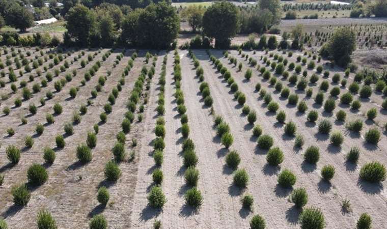 Ücretsiz dağıtılmıştı, şimdi köyün gelir kaynağı…