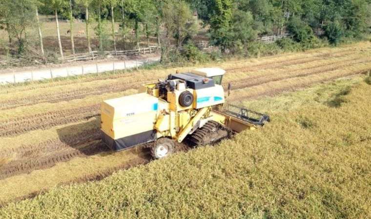 Sinop’ta çeltik hasadı başladı! Bereketiyle geldi