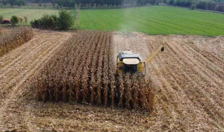 Doğu’nun Çukurova’sında hasat başladı: 40 bin ton bekleniyor