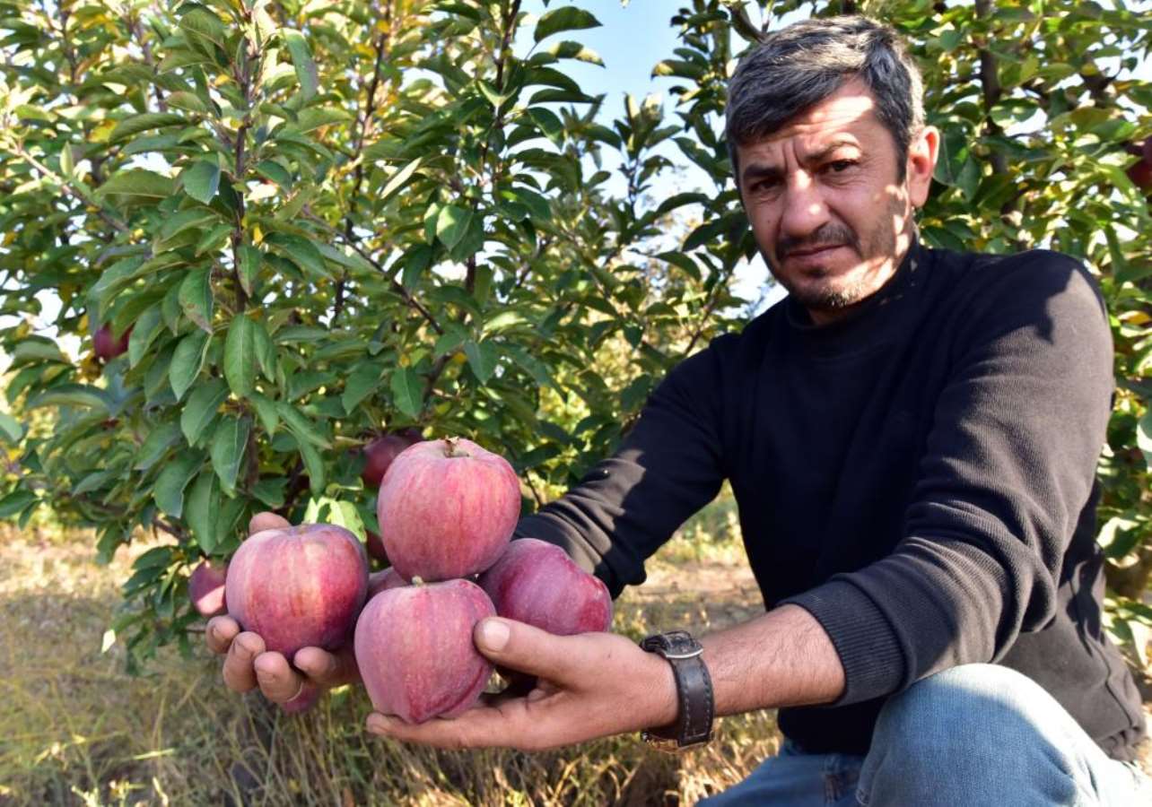 Ahlat'ta hasat başladı: 4 bin ton hasılat bekleniyor... Her renkten var