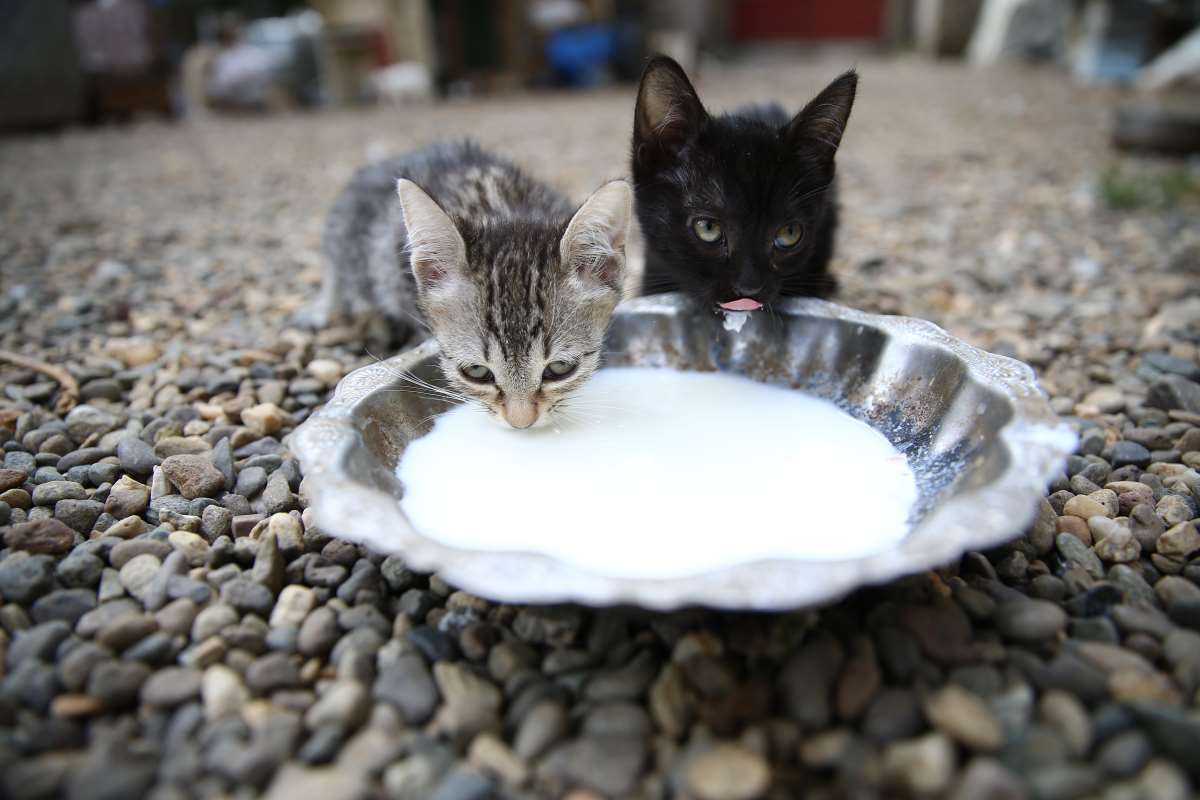 Kedi sevgisi müteahhitlerin tekliflerine 'dur' dedirtti