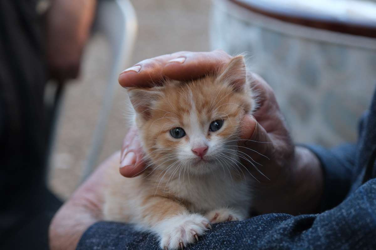 Kedi sevgisi müteahhitlerin tekliflerine 'dur' dedirtti