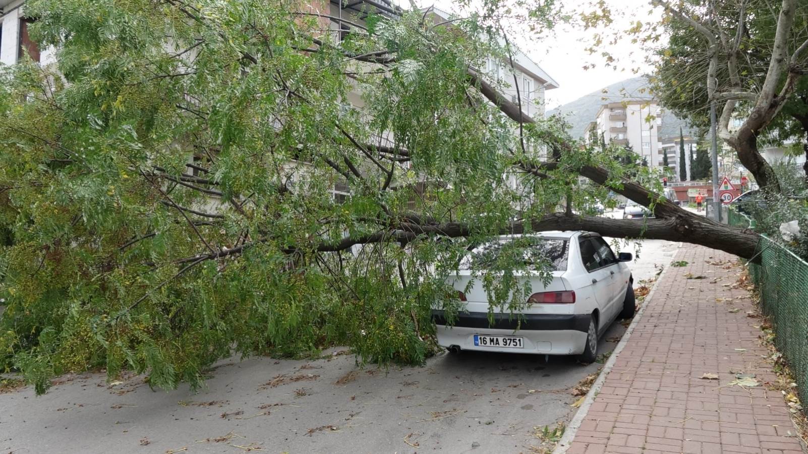 Bursa'da 'lodos' etkisi: Ağaç otomobilin üzerine düştü