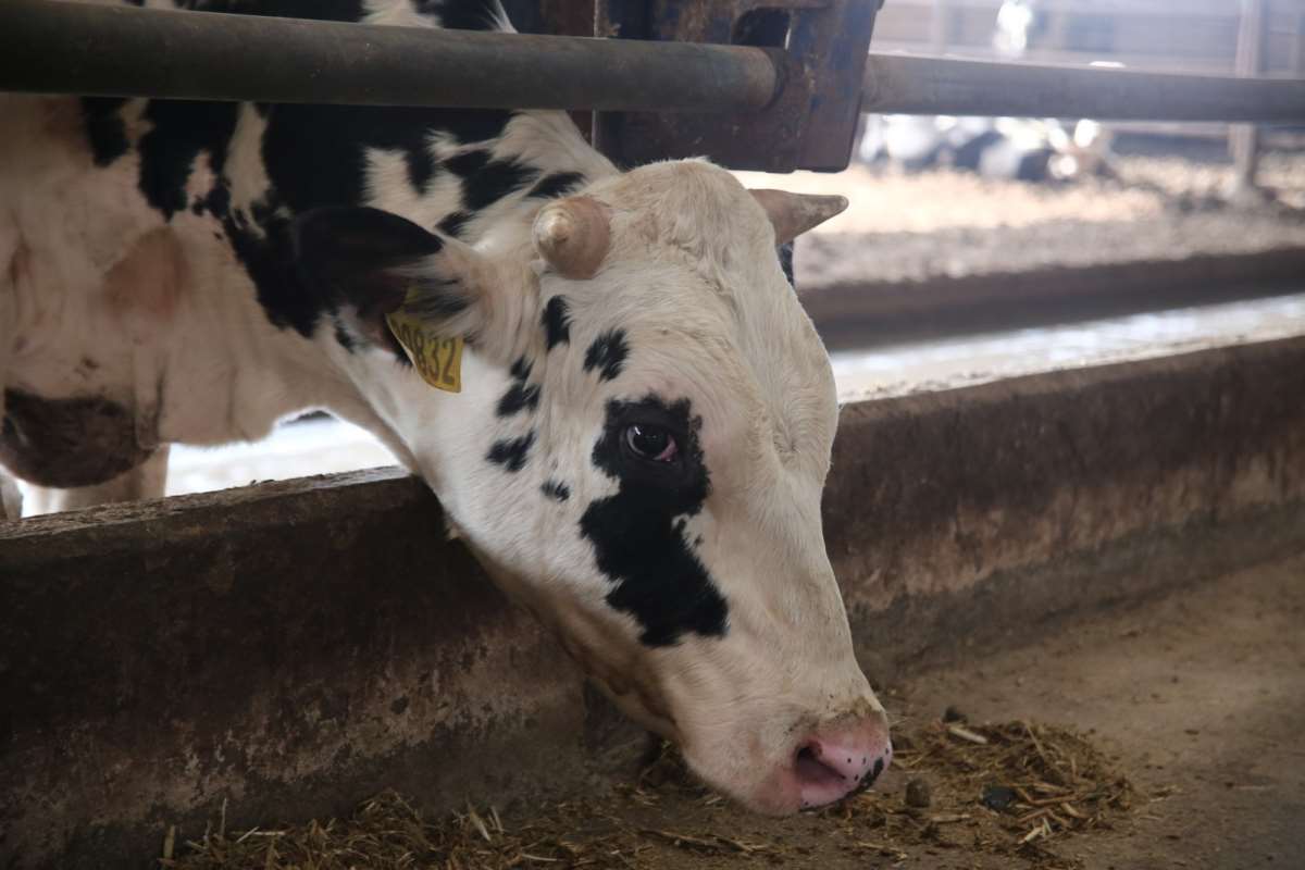 Kendi kendine yeten çiftlik kurdular, ucuz etin formülünü buldular