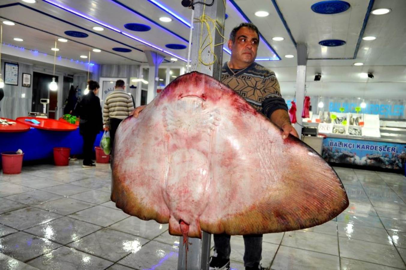 Muğla’da yakalanan dev vatoz görenleri şaşırttı