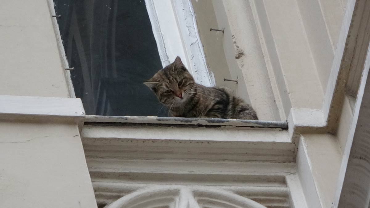 İstiklal Caddesi'nde film gibi 'kedi kurtarma' operasyonu